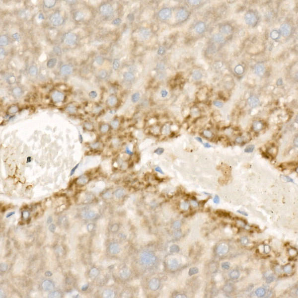 WNT5A Antibody in Immunohistochemistry (Paraffin) (IHC (P))