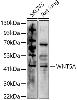 WNT5A Antibody in Western Blot (WB)