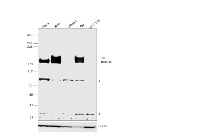 LIFR Antibody in Western Blot (WB)