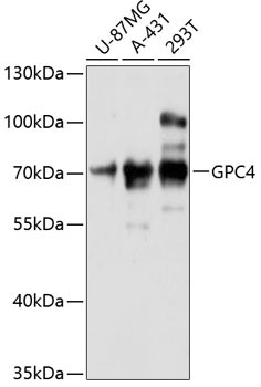 Glypican 4 Antibody in Western Blot (WB)