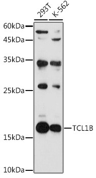 TCL1B Antibody in Western Blot (WB)