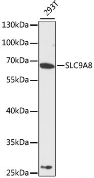 SLC9A8 Antibody in Western Blot (WB)