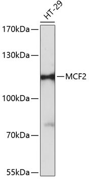 MCF2 Antibody in Western Blot (WB)