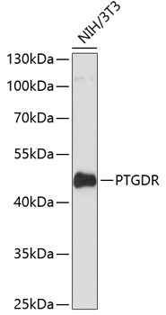 CRTH2 Antibody in Western Blot (WB)