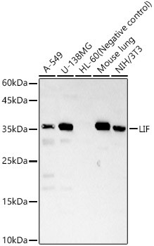 LIF Antibody in Western Blot (WB)