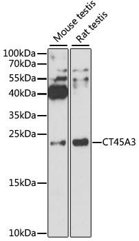 CT45A Antibody in Western Blot (WB)