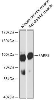 Parp8 Antibody in Western Blot (WB)