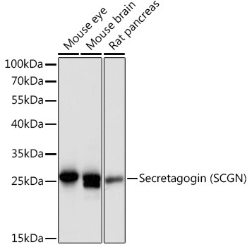 SCGN Antibody in Western Blot (WB)