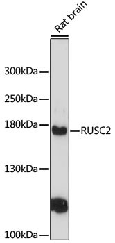 RUSC2 Antibody in Western Blot (WB)