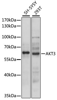 AKT3 Antibody in Western Blot (WB)