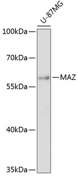 MAZ Antibody in Western Blot (WB)