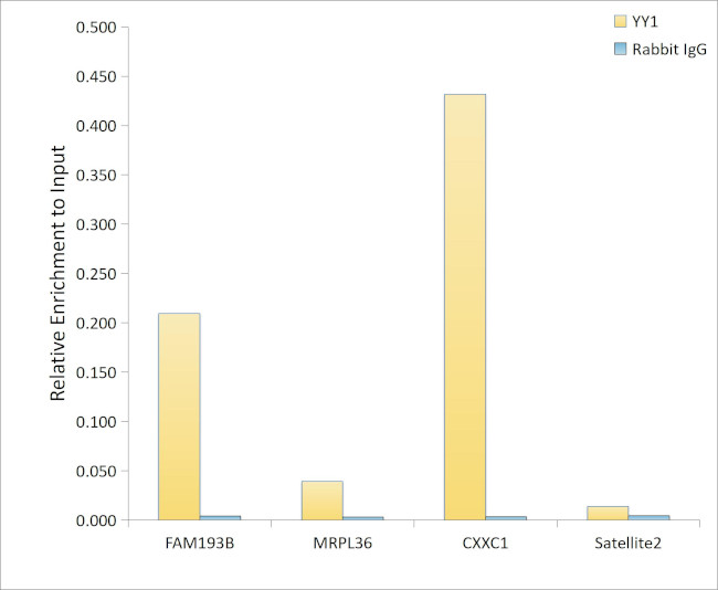 YY1 Antibody in ChIP Assay (ChIP)