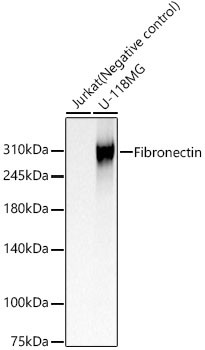 Fibronectin Antibody in Western Blot (WB)