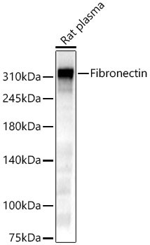 Fibronectin Antibody in Western Blot (WB)