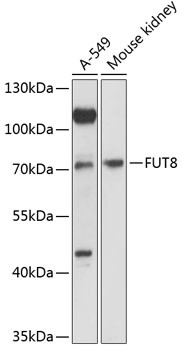 FUT8 Antibody in Western Blot (WB)