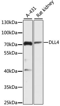 DLL4 Antibody in Western Blot (WB)