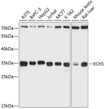 ECH1 Antibody in Western Blot (WB)