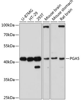 PGA5 Antibody in Western Blot (WB)