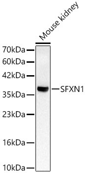 SFXN1 Antibody in Western Blot (WB)