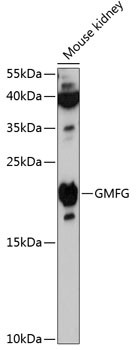 GMFG Antibody in Western Blot (WB)