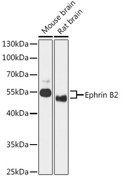 Ephrin B2 Antibody in Western Blot (WB)