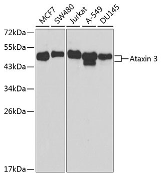 Ataxin 3 Antibody in Western Blot (WB)