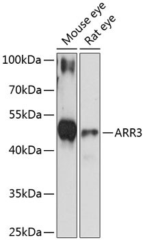 ARR3 Antibody in Western Blot (WB)