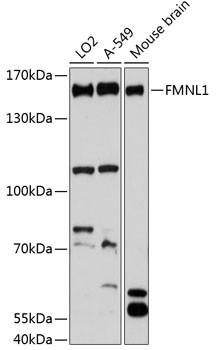 FMNL1 Antibody in Western Blot (WB)