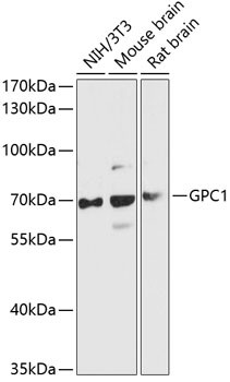 Glypican 1 Antibody in Western Blot (WB)