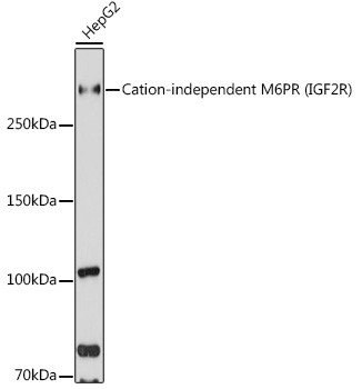 IGF2R Antibody in Western Blot (WB)