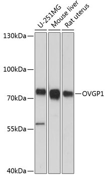 OVGP1 Antibody in Western Blot (WB)