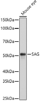 S-arrestin Antibody in Western Blot (WB)