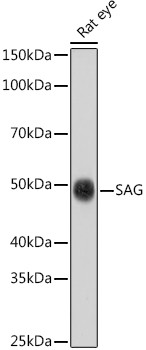 S-arrestin Antibody in Western Blot (WB)