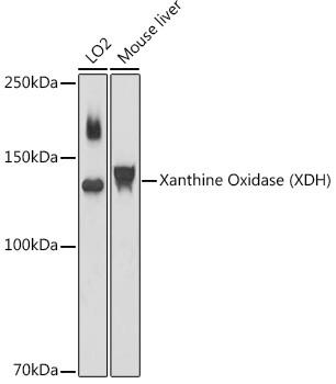 XDH Antibody in Western Blot (WB)