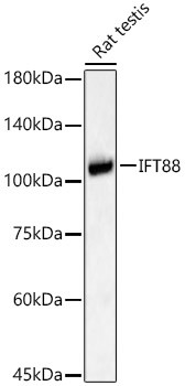 IFT88 Antibody in Western Blot (WB)