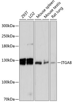 ITGA8 Antibody in Western Blot (WB)