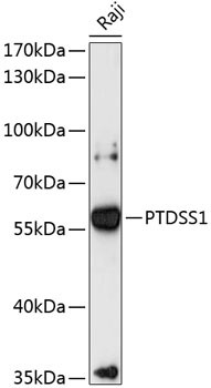 PTDSS1 Antibody in Western Blot (WB)