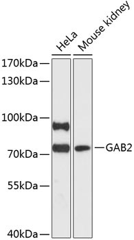 GAB2 Antibody in Western Blot (WB)