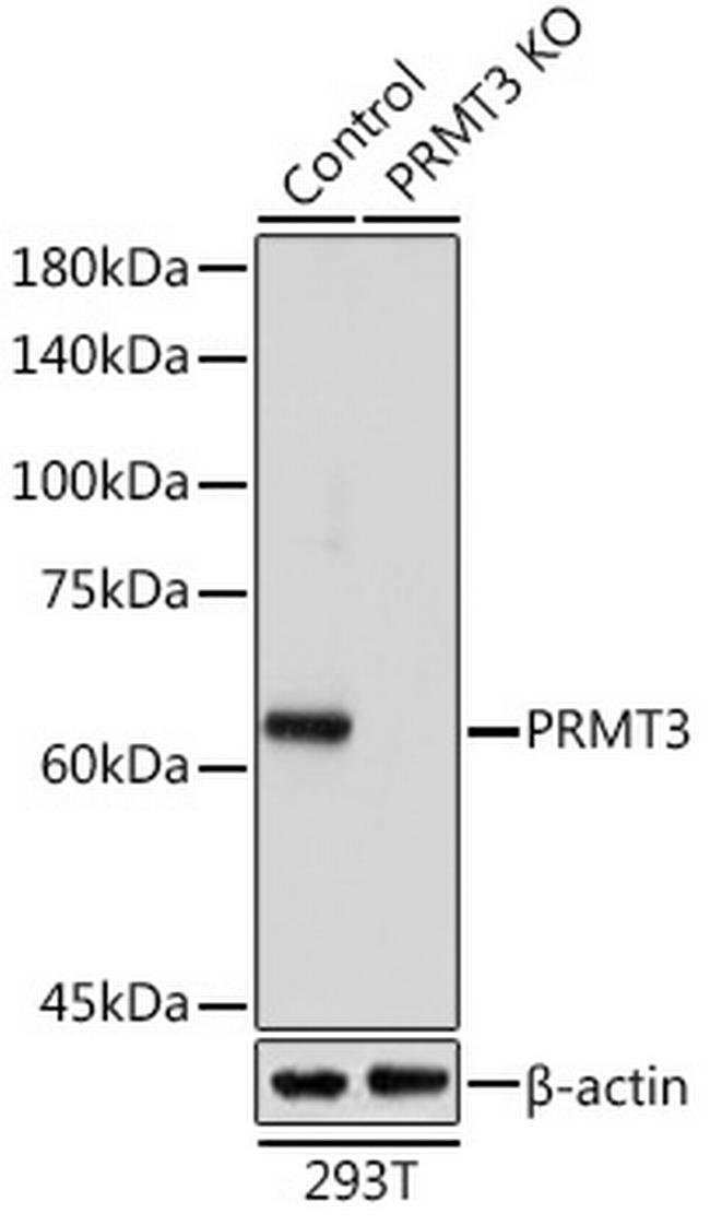 PRMT3 Antibody