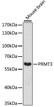 PRMT3 Antibody in Western Blot (WB)