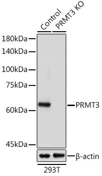 PRMT3 Antibody in Western Blot (WB)