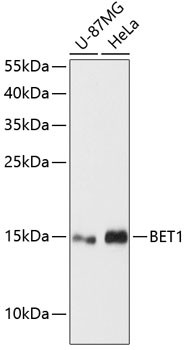 BET1 Antibody in Western Blot (WB)