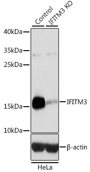 IFITM3 Antibody in Western Blot (WB)