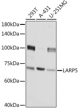 LAR4B Antibody in Western Blot (WB)