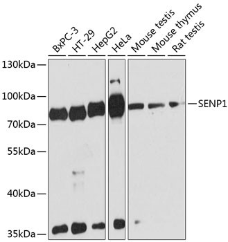 SENP1 Antibody in Western Blot (WB)