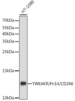 CD266 Antibody in Western Blot (WB)