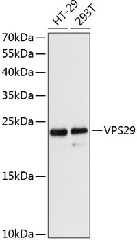 VPS29 Antibody in Western Blot (WB)