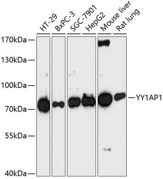 YY1AP1 Antibody in Western Blot (WB)