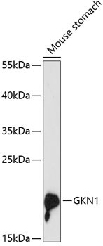 GKN1 Antibody in Western Blot (WB)