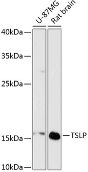 TSLP Antibody in Western Blot (WB)